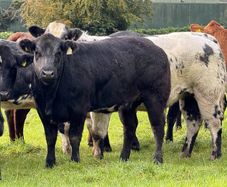 15 super breeding heifers for tullamore mart 26th