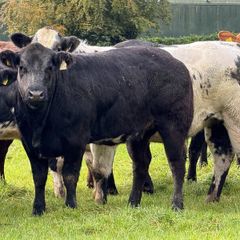 15 super breeding heifers for tullamore mart 26th