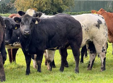 15 super breeding heifers for tullamore mart 26th