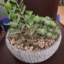 Artificial Plant/Mini Garden of Succulents of Different Varieties & Sizes Image 4