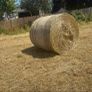 Organic Grass Meadow Image 2
