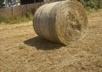 Organic Hay
