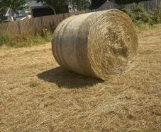 Organic Hay
