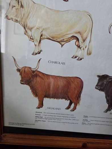 1979 Frederick Warne "Farm Animals Cattle" framed print