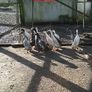 Ducklings Image 6