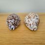 Two Tiger Cowrie Shells Image 2