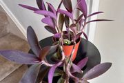 tradescantia pallida plant