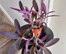 tradescantia pallida plant