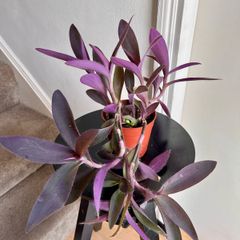 tradescantia pallida plant
