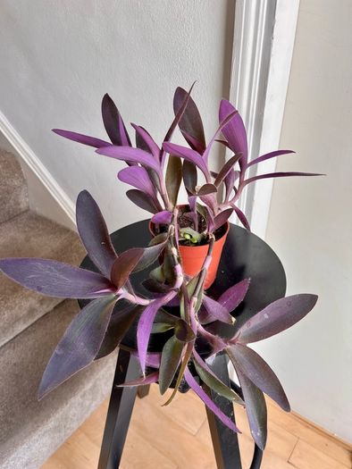 tradescantia pallida plant