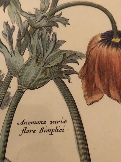 Vintage Anemone Botanical Print Framed - Nederlandsch Bloemwerk Cottagecore Art 12x15 inches