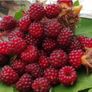 Wineberry Potted Plants Image 4