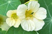 (N) Horti Tops Nasturtium seeds Milkmaid 3g (482222)