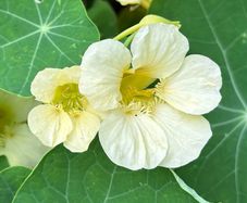 (N) Horti Tops Nasturtium seeds Milkmaid 3g (482222)