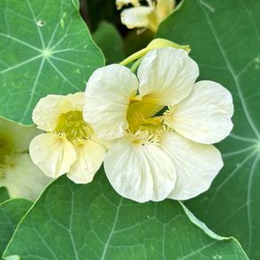 (N) Horti Tops Nasturtium seeds Milkmaid 3g (482222)