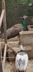 peafowl hatching eggs
