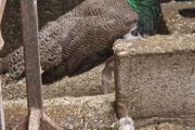 peafowl hatching eggs