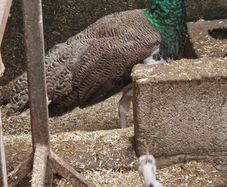 peafowl hatching eggs