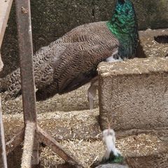peafowl hatching eggs