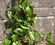plant