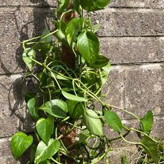 plant