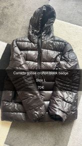 Canada goose