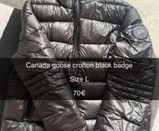 Canada goose
