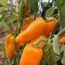 Mini Sweet Pepper Seeds Image 2