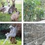 Chicken Wire Mesh Roll, Galvanized Hexagonal Wire Mesh Fencing, Wire Poultry Netting, 1m x 50m, Hole Size: 25mm, Silver Image 4
