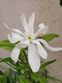 White dwarf magnolia