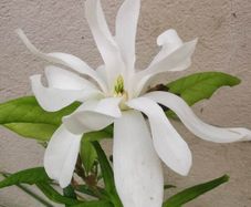 White dwarf magnolia