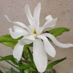 White dwarf magnolia