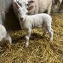 Ewes with lambs Image 3