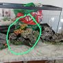 fish tank ornaments Image 4
