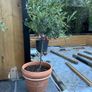 Olive tree x 2 Image 2
