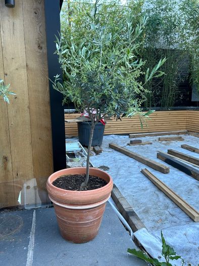 Olive tree x 2