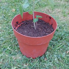 Raspberry plant