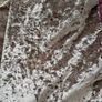 curtians 66x81 velvet ring tops Image 7