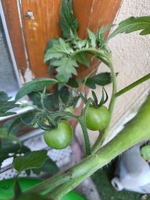 Tomato plants