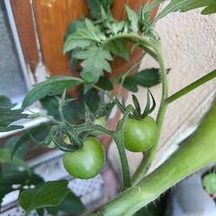 Tomato plants