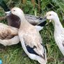 Ducklings Image 7
