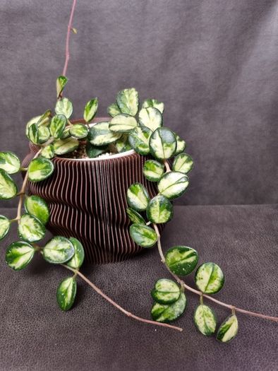 3D printed plant pot - brown PETG