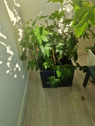 fig tree