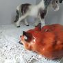Three Quality Animal Figurines Image 5