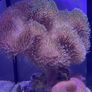 XXL Toadstool Coral Image 2
