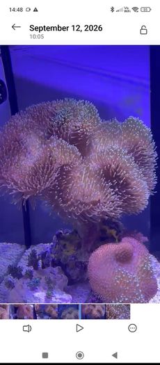 XXL Toadstool Coral