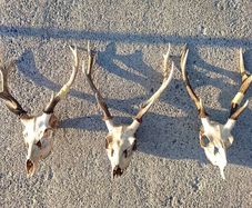 sika deer heads