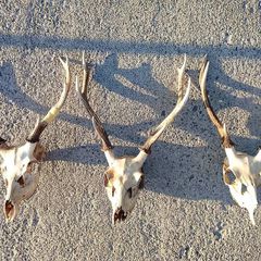 sika deer heads