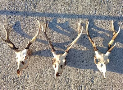 sika deer heads