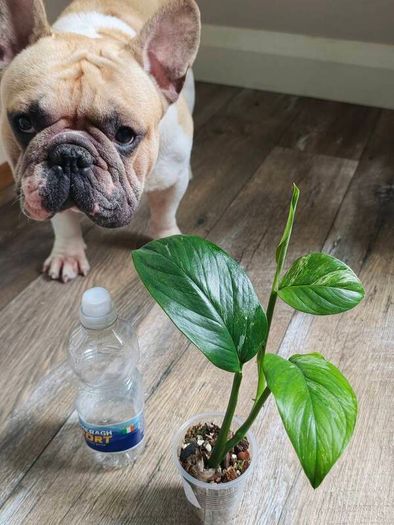 No.1 Monstera Lechleriana Variegated